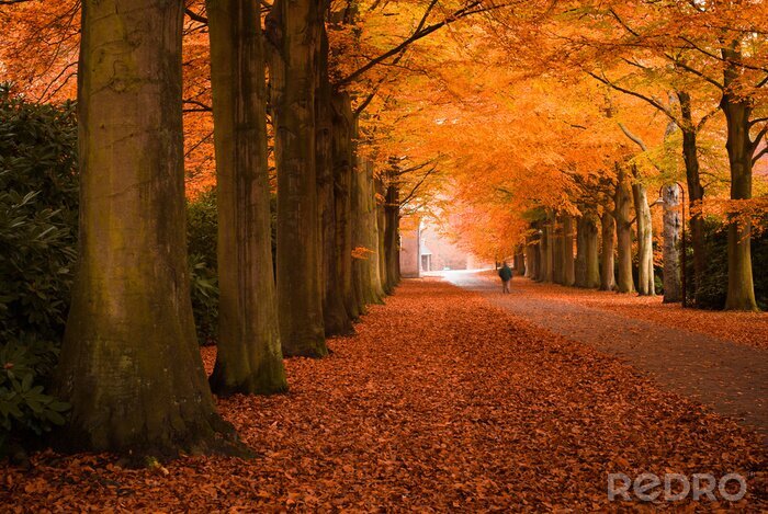 Poster Bäume im Herbst