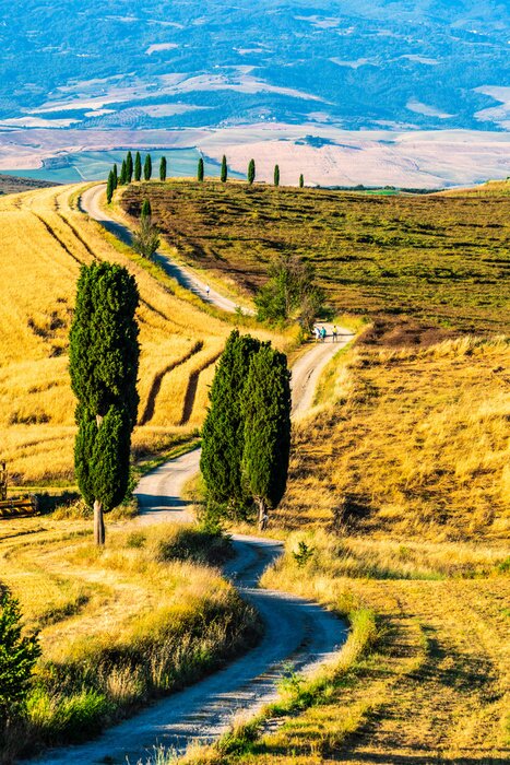 Poster Bäume in der Toskana sind die Visitenkarte der Region