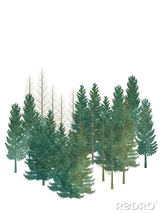 Poster Bäume Nadelwald auf weißem Hintergrund