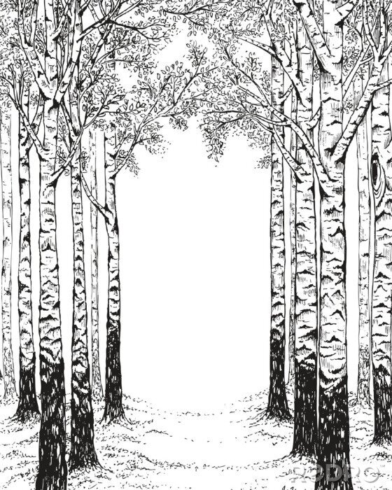 Poster Bäume schwarz-weiß Birkenwald