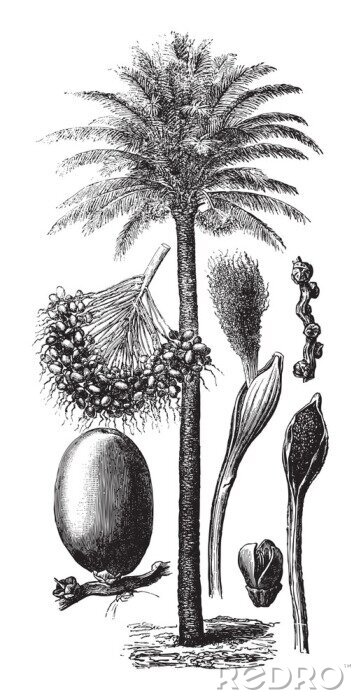 Poster Bäume schwarz-weiß Palmen aus dem Atlas