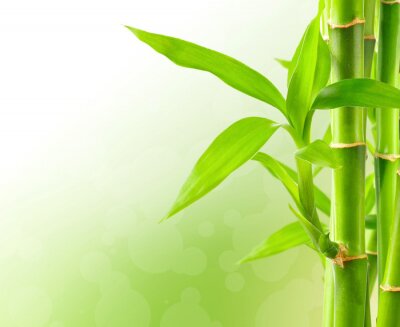 Bambus auf abstraktem Hintergrund
