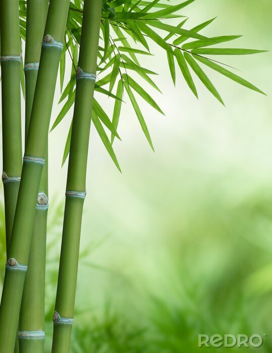 Poster Bambus auf einem grünen verschwommenen Hintergrund