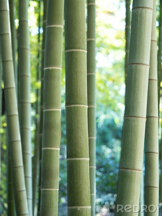 Poster Bambus auf grünem Hintergrund der Blätter