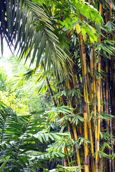 Poster Bambus auf grünem Hintergrund der Farne
