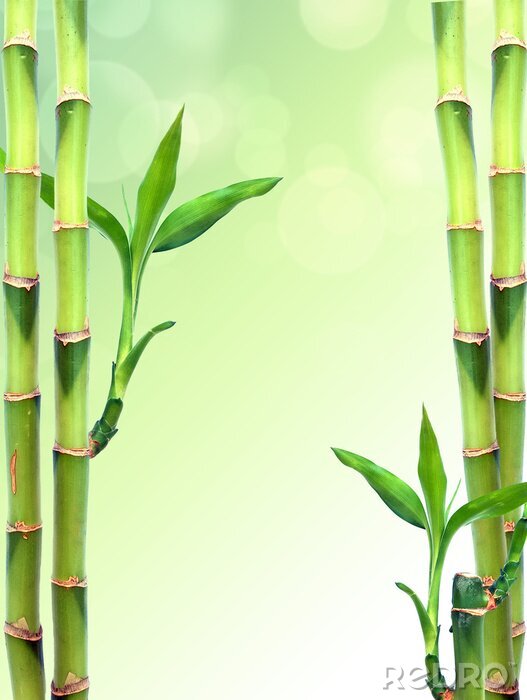 Poster Bambus auf grünem Hintergrund verschwommene Kulisse