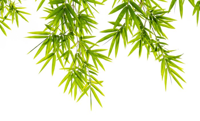 Poster Bambus Blätter auf hellem Hintergrund