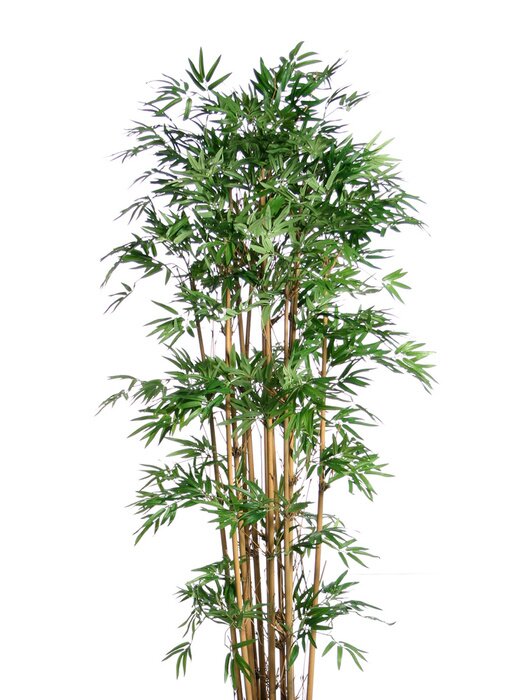 Poster Bambus  Blätter und Stiele