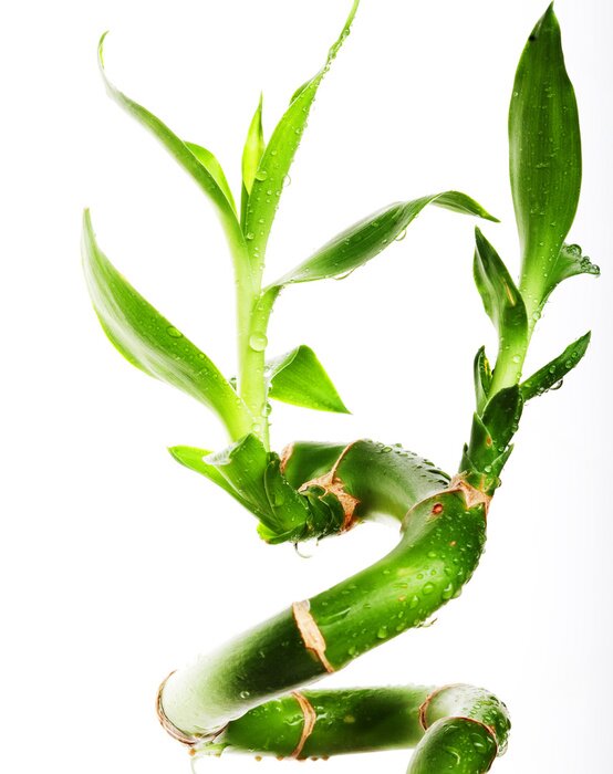 Poster Bambus gebogener Spross mit Blättern