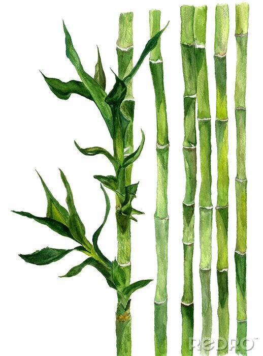 Poster Bambus grüne Stiele mit Blättern