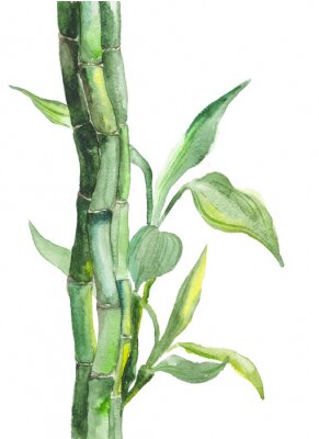 Poster Bambus in sanften Grüntönen