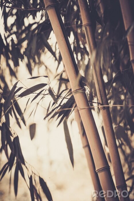 Poster Bambus in Sepiatönen