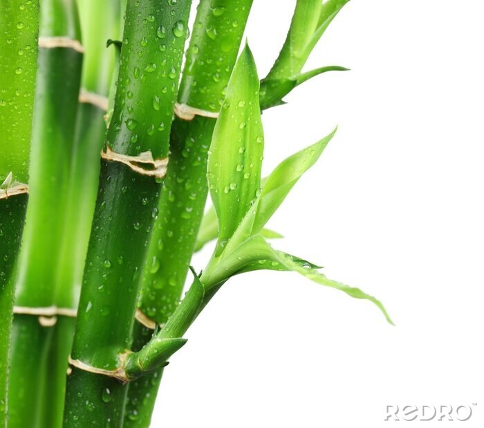 Poster Bambus in Wassertropfen