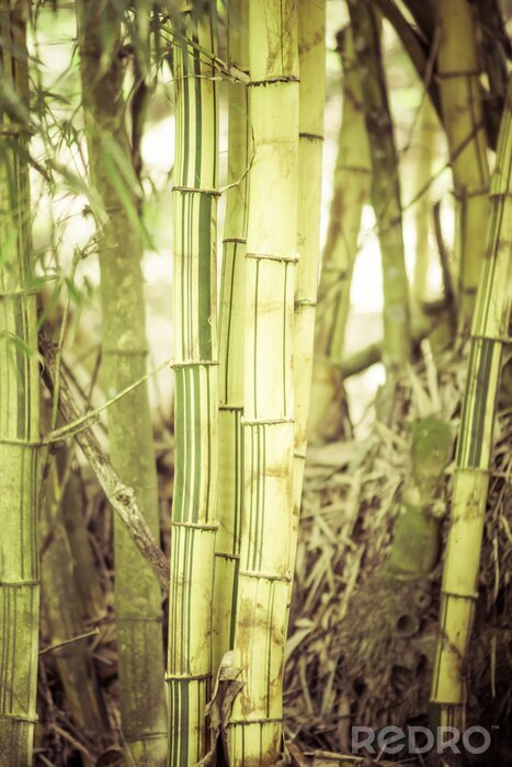 Poster Bambus inmitten des Waldes
