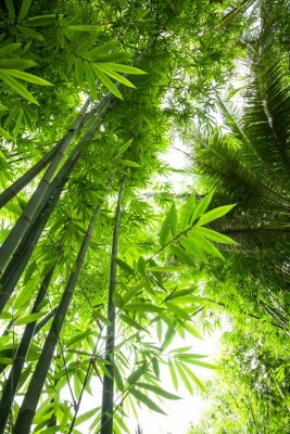 Poster Bambus inmitten eines grünen Dschungels