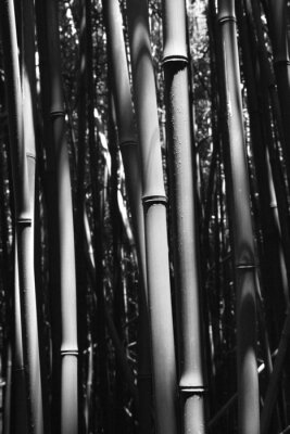 Poster Bambus Monochrom-Fotografie