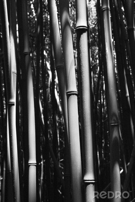 Poster Bambus Monochrom-Fotografie