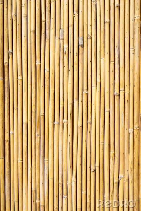 Poster Bambus nach Verarbeitung