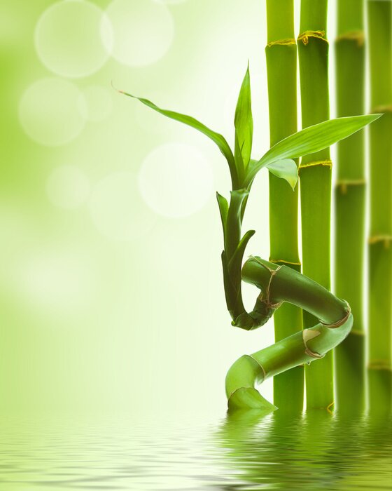 Poster Bambus Sprossen und Stiele im Wasser
