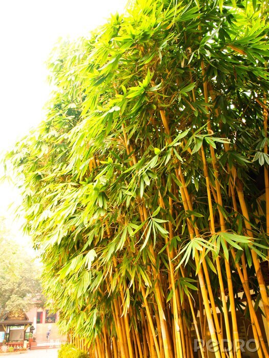 Poster Bambus Stiele mit Blättern bedeckt