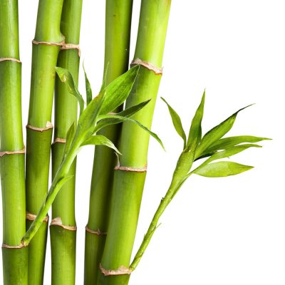 Bambus und Blätter auf weißem Hintergrund