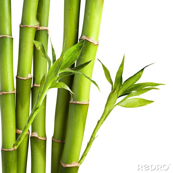 Poster Bambus und Blätter auf weißem Hintergrund