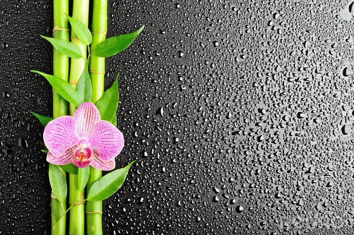 Poster Bambus und Orchidee auf schwarzem Hintergrund