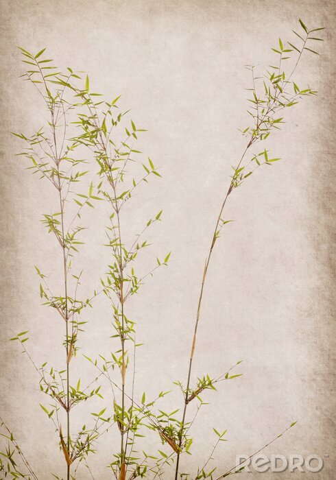Poster Bambus Zweige am Papierhintergrund