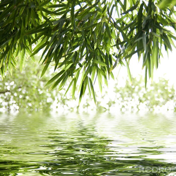 Poster Bambusblätter am Wasser
