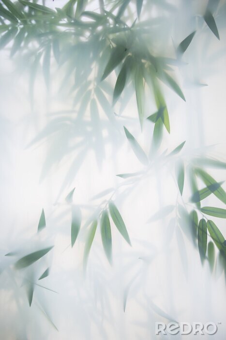 Poster Bambusblätter im Nebel verborgen