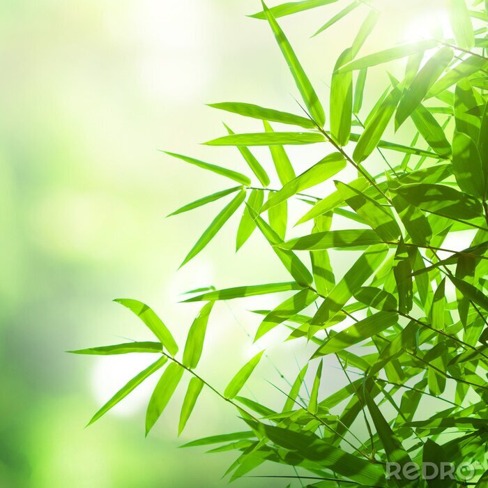 Poster Bambusblätter jung
