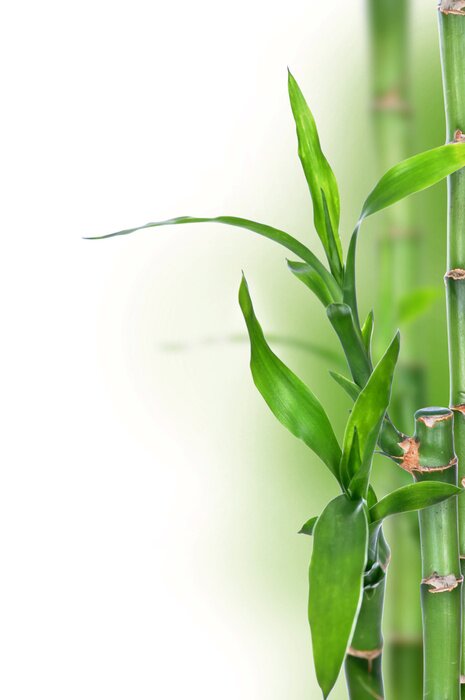 Poster Bambusblätter vor dem Hintergrund verschwommener Stiele