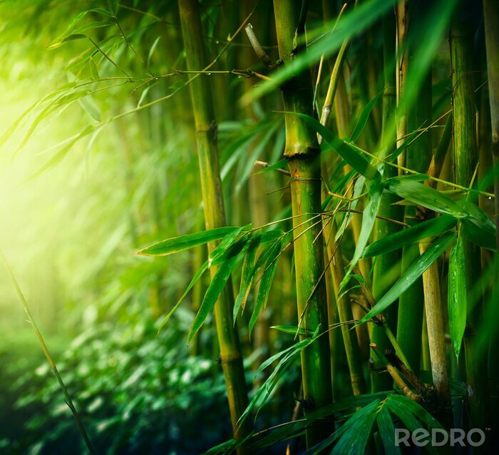 Poster Bambusgestrüpp in den Tropen