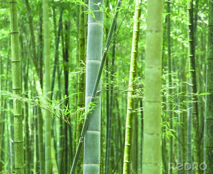 Poster Bambuswäldchen in Grün