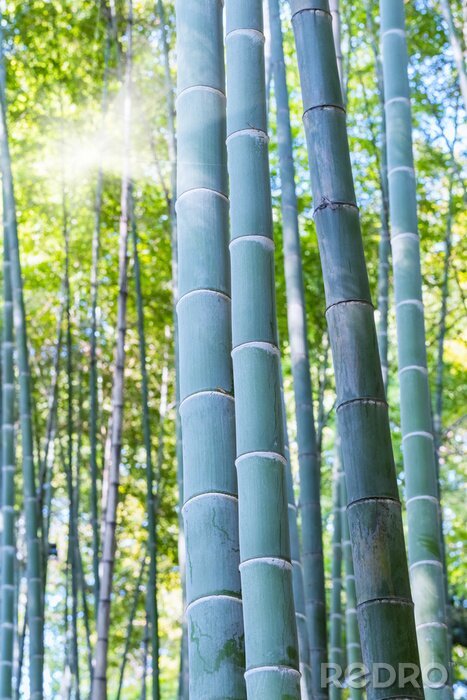 Poster Bambuswald auf grünem Hintergrund saftiger Blätter