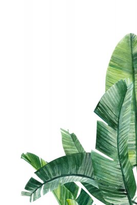 Bananenblätter mit Schattierungen von Grün