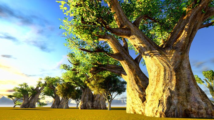 Poster Baobabs beleuchtet von den Sonnenstrahlen