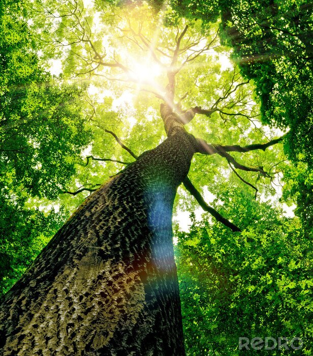 Poster Baum aus der Froschperspektive