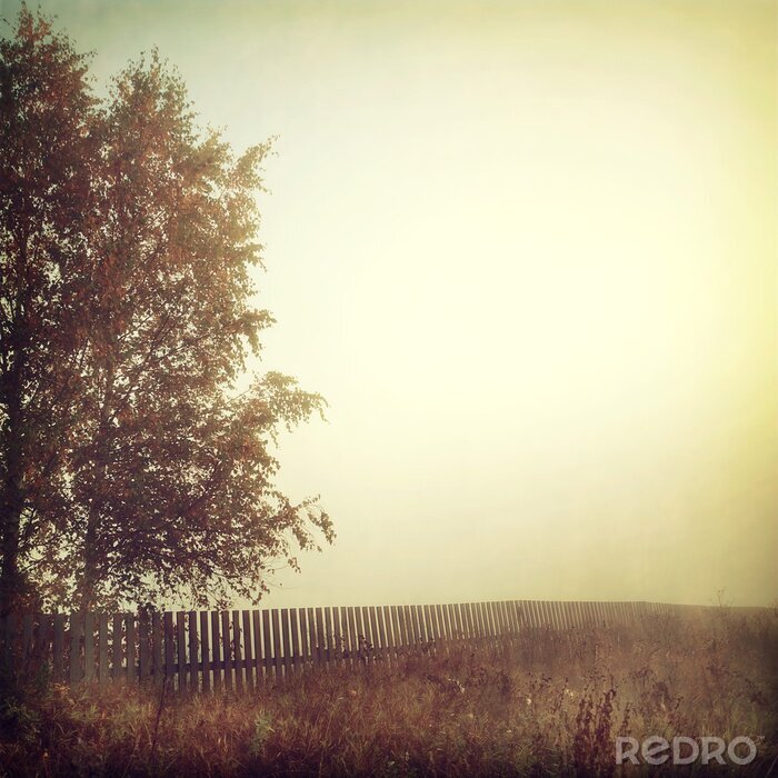 Poster Baum mit Nebel im Hintergrund