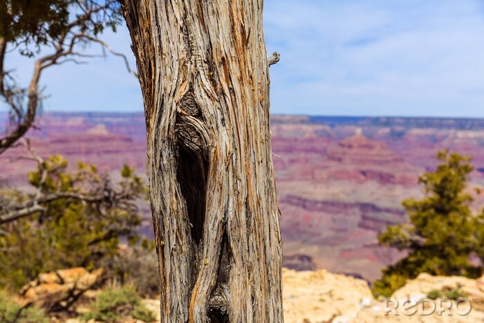 Poster Baumlandschaft vor dem Hintergrund des Grand Canyon