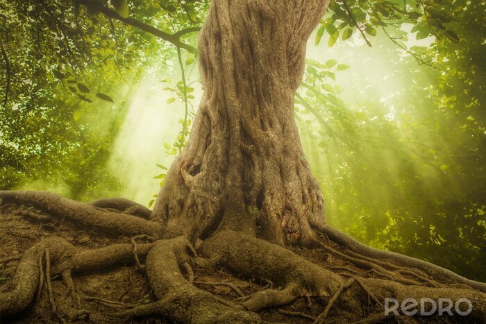 Poster Baumstamm und Wurzeln