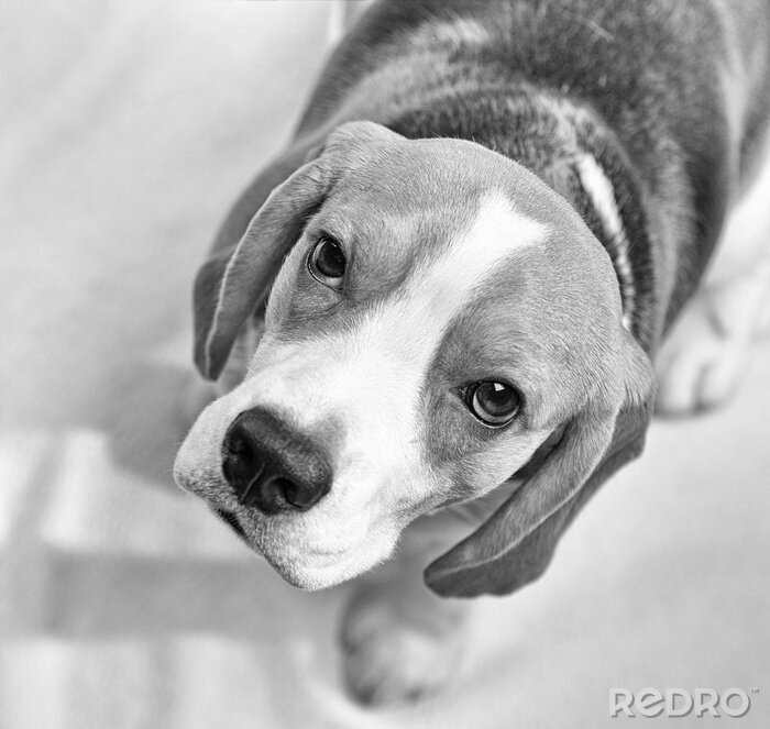 Poster Beagle Hund in Grau