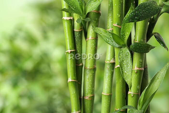 Poster Beautiful green bamboo stems on blurred background