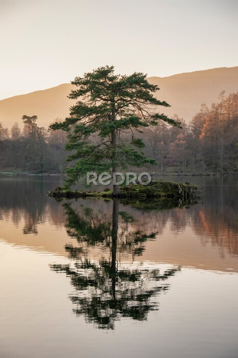 Poster Beautiful landscape image of Tarn Hows in Lake District during beautiful Autumn Fall evening sunset with vibrant colours and still waters