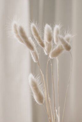 Poster Beiges Ziergras auf hellem Hintergrund