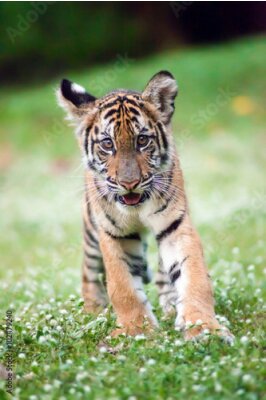 Poster Bengal-Baby-Tiger geht über eine Wiese.
