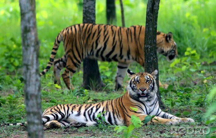 Poster Bengalische Tiger im Wald
