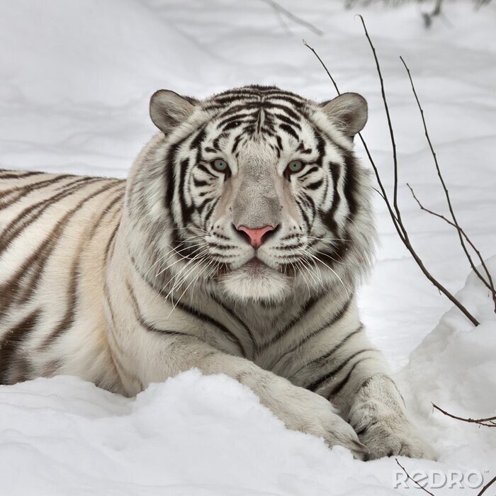 Poster Bengalischer Tiger im Schnee