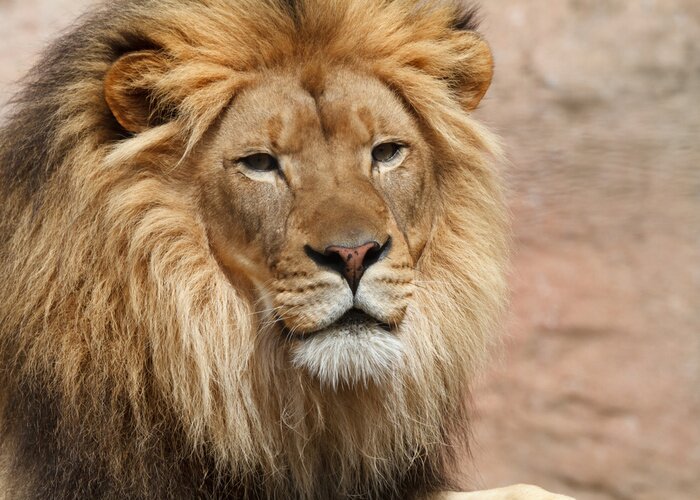 Poster Beobachtender Löwe