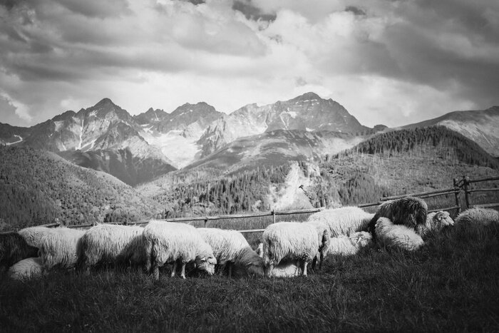 Poster Berge schwarz-weißes Panorama